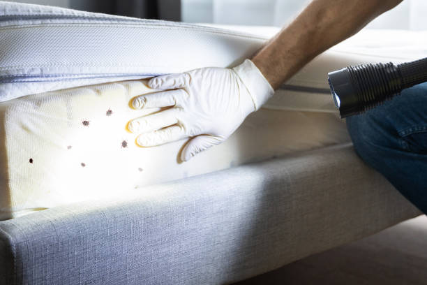 Best Flea Control Services  in Farley, IA