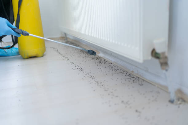 Wasp Removal Services in Farley, IA